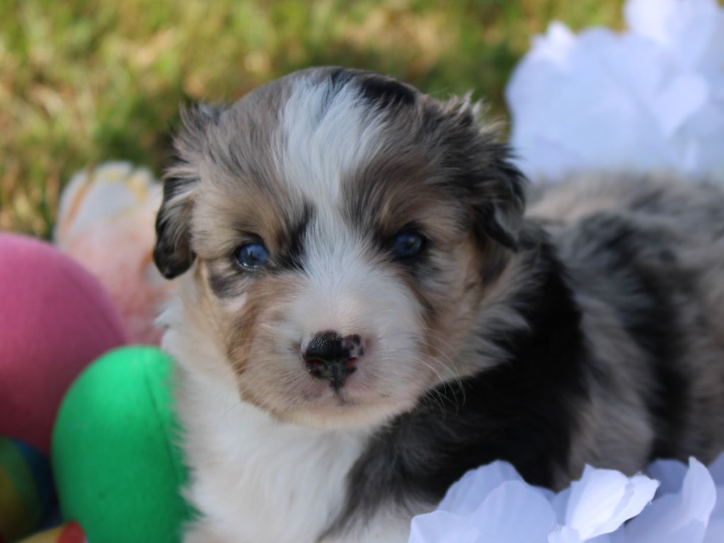 Of Manawan Island - Chiots disponibles - Berger Américain Miniature 