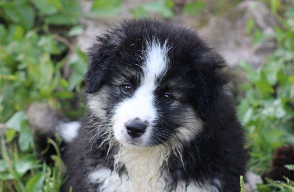 Of Manawan Island - Chiots disponibles - Berger Américain Miniature 