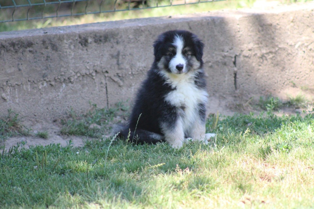 Of Manawan Island - Chiots disponibles - Berger Américain Miniature 