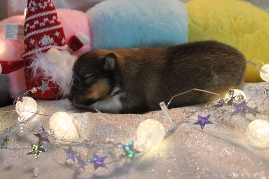 Of Manawan Island - Chiots disponibles - Shetland Sheepdog