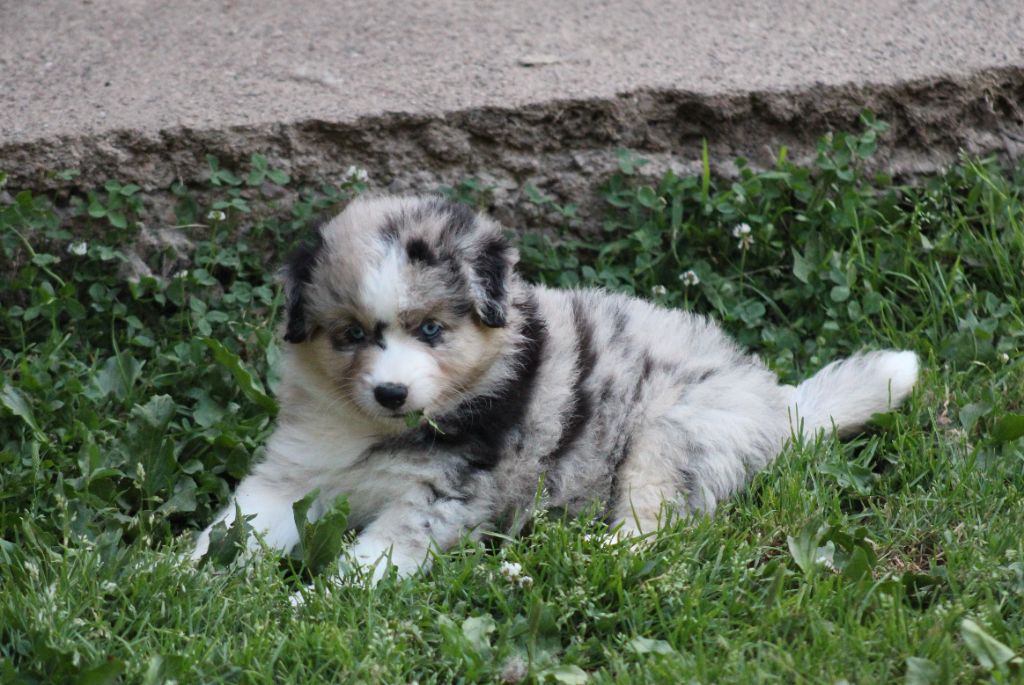 Of Manawan Island - Chiots disponibles - Berger Américain Miniature 