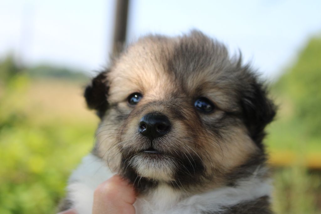 Of Manawan Island - Chiots disponibles - Shetland Sheepdog