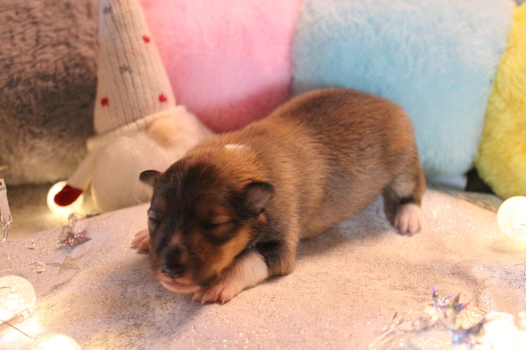 Of Manawan Island - Chiots disponibles - Shetland Sheepdog
