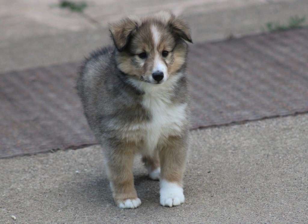 Of Manawan Island - Chiots disponibles - Shetland Sheepdog