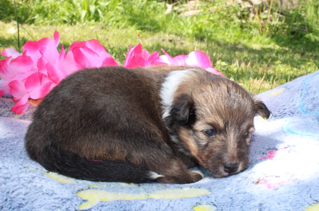 Of Manawan Island - Chiots disponibles - Shetland Sheepdog