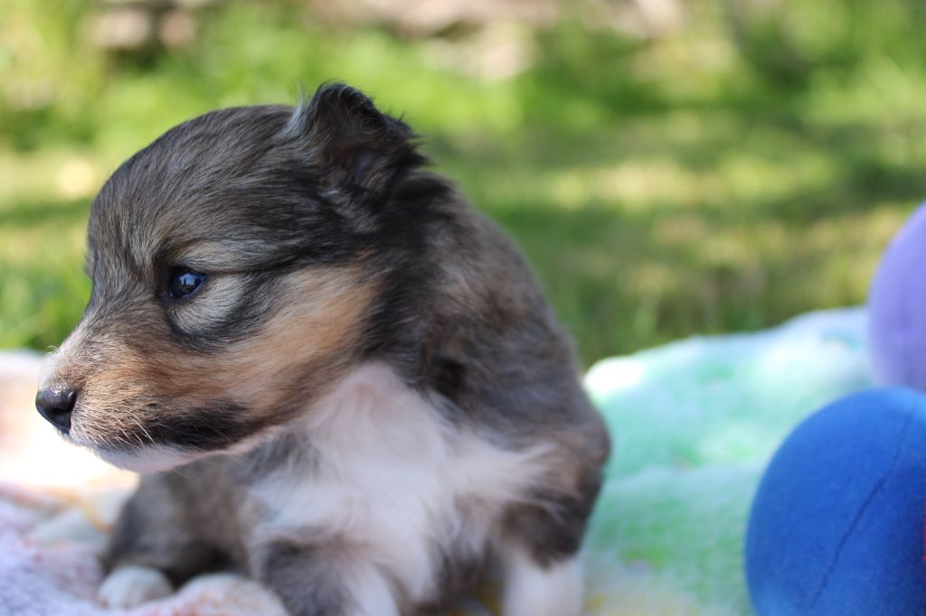 Of Manawan Island - Chiots disponibles - Shetland Sheepdog