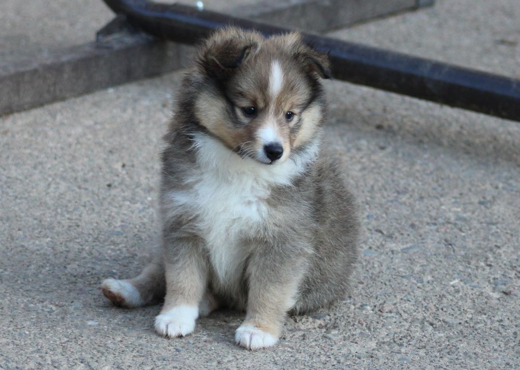 Of Manawan Island - Chiots disponibles - Shetland Sheepdog
