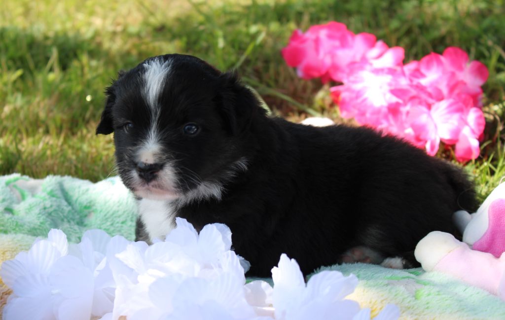 Of Manawan Island - Chiots disponibles - Berger Américain Miniature 