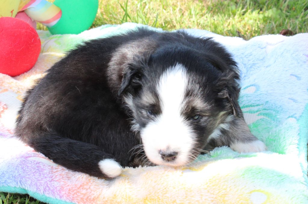Of Manawan Island - Chiots disponibles - Berger Américain Miniature 