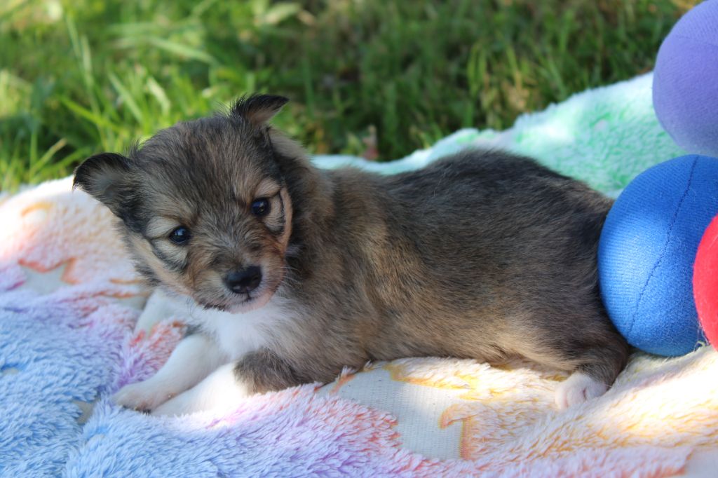 Of Manawan Island - Chiots disponibles - Shetland Sheepdog