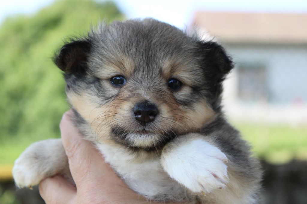 Of Manawan Island - Chiots disponibles - Shetland Sheepdog