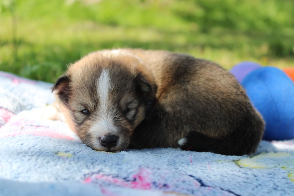 Of Manawan Island - Chiots disponibles - Shetland Sheepdog