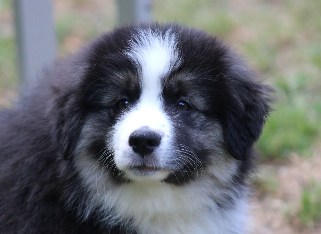 Of Manawan Island - Chiots disponibles - Berger Américain Miniature 