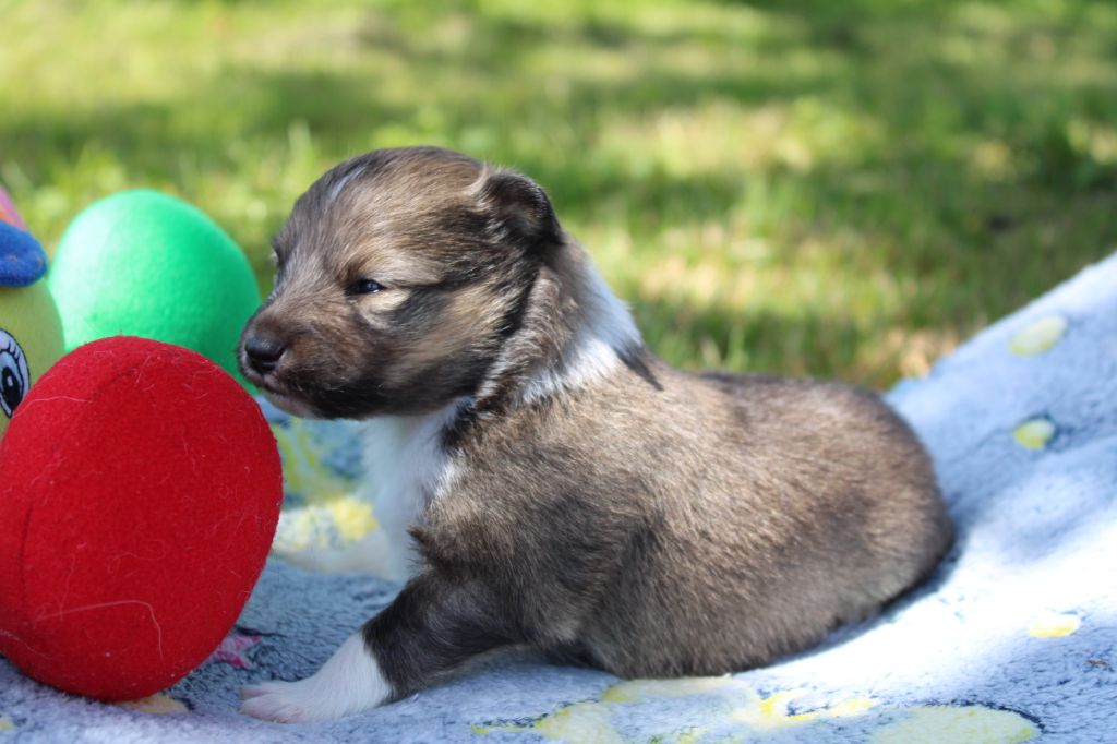 Of Manawan Island - Chiots disponibles - Shetland Sheepdog